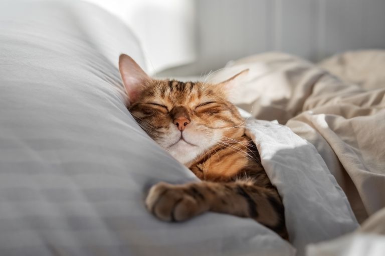 The Unsung Hero of Summer: Why the Dohar is Your Best Sleep Companion